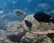 Hawksbill, Dherufinolhu Outreef, Turtle Rock, Lhaviyani Atoll, Maldives. Image.