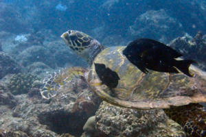 Hibiscus, hawksbill, adopted by Valérie & Sven Hawksbill, Dherufinolhu Outreef, Turtle Rock, Lhaviyani Atoll, Maldives. Image.