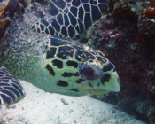 Hawksbill turtle, Bodu Giri, Lhaviyani Atoll, Maldives. Image.