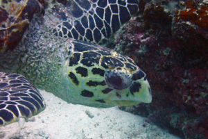 Kari, hawksbill, adopted for Kari by Minna Hawksbill turtle, Bodu Giri, Lhaviyani Atoll, Maldives. Image.