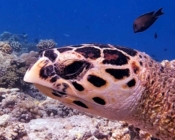 Hawksbill turtle, Turtle Point, North Male Atoll, Maldives. Image.