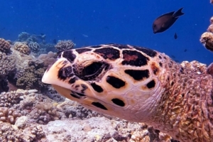 Frandineo, hawksbill, adopted by Miriam for Franzi, Andi, Neo Hawksbill turtle, Turtle Point, North Male Atoll, Maldives. Image.
