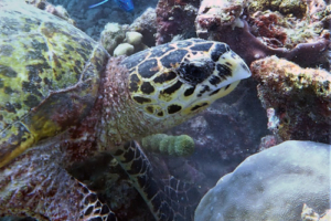 Lenny, hawksbill, adopted for Caroline by Rene Hawksbill, Tinga-Giri, Lhaviyani Atoll, Maldives. Image.