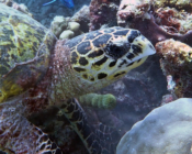 Hawksbill, Tinga-Giri, Lhaviyani Atoll, Maldives. Image.
