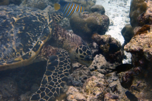 Amanda, hawksbill, adopted for Amanda by Daniel Hawksbill turtle, Kuredu Express, Lhaviyani Atoll, Maldives. Image.