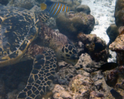Hawksbill turtle, Kuredu Express, Lhaviyani Atoll, Maldives. Image.