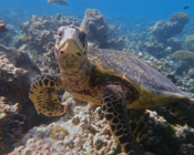 Hawksbill turtle with attitude, Komandoo North, Lhaviyani Atoll, Maldives. Image.