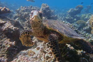 Francesco, hawksbill, adopted for Francesco by Barbara Vassalli Hawksbill turtle with attitude, Komandoo North, Lhaviyani Atoll, Maldives. Image.