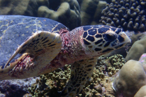 Richard, hawksbill, adopted by Richard Pollard. Hawksbill turtle, Kukulhu, Lhaviyani, Atoll, Maldives. Image.