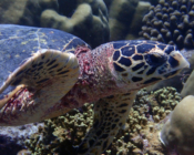 Hawksbill turtle, Kukulhu, Lhaviyani, Atoll, Maldives. Image.