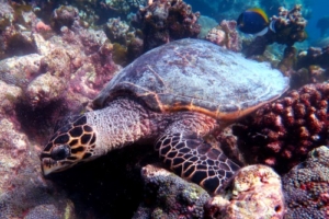Jess, hawksbill, adopted by Andy for Jess Hawksbill turtle foraging, Makunudhoo Reef, North Male Atoll, Maldives. Image.