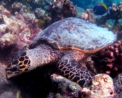 Hawksbill turtle foraging, Makunudhoo Reef, North Male Atoll, Maldives. Image.