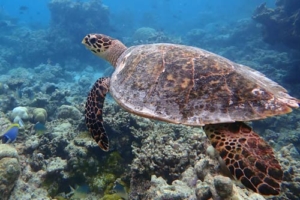 Teri, hawksbill, adopted for Dawn Hawksbill, Makunudu Reef, North Male, Maldives. Image.