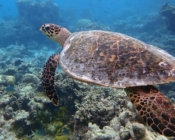 Hawksbill, Makunudu Reef, North Male, Maldives. Image.