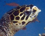 Hawksbill turtle, right profile, North Malé Atoll, Maldives. Image.