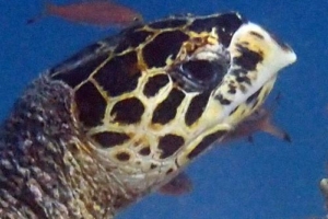 Conrad Jr., hawksbill, adopted by Conrad & Presthaya Hawksbill turtle, right profile, North Malé Atoll, Maldives. Image.