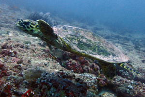 Master Wilson II Bro, hawksbill, adopted Alexander Hawksbill turtle, Fushifaru-Thila, Lhaviyani, Maldives. Image.