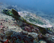 Hawksbill turtle, Fushifaru-Thila, Lhaviyani, Maldives. Image.