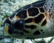 Hawksbill, Makunudhoo, North Male, Maldives