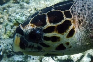 Sophocles, hawksbill, adopted for Liz by Raymond Hawksbill, Makunudhoo, North Male, Maldives