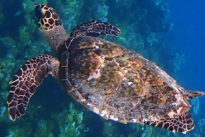 Amy, hawksbill, adopted for Amy by Andrew Adopt a turtle North Male Atoll
