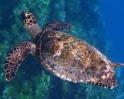 Adopt a turtle North Male Atoll