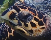 Hawksbill turtle, Makunudhoo, North Malé, Maldives