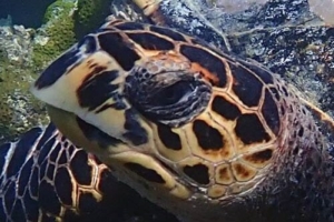 Jacob, hawksbill, adopted for Jacob by Christie Golding Hawksbill turtle, Makunudhoo, North Malé, Maldives