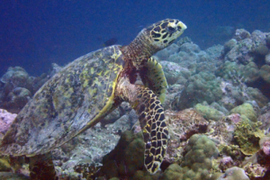 Dexter, hawksbill, adopted for Liz by Stephen Coleman Hawksbill, Kanuhura Outreef. Lhaviyani Atoll, Maldives. Image.