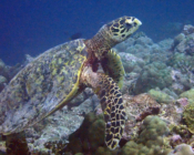 Hawksbill, Kanuhura Outreef. Lhaviyani Atoll, Maldives. Image.