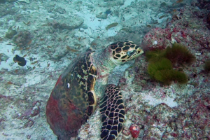 Dean, hawksbill, adopted for Dean Johann by Norbert Kuhnig Hawksbill turtle, Kuredu Express, Lhaviyani Atoll, MaldivesImage.