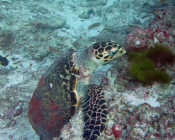 Hawksbill turtle, Kuredu Express, Lhaviyani Atoll, MaldivesImage.