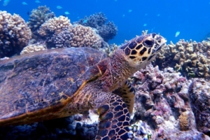 Ari, hawksbill, adopted for Karsten Hawksbill turtle on coral reef, Grand Park Kodhipparu, North Male Atoll, Maldives. Image.