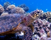 Hawksbill turtle on coral reef, Grand Park Kodhipparu, North Male Atoll, Maldives. Image.