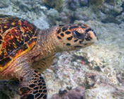 Hawksbill, Aquarium, Lhaviyani Atoll, Maldives. Image.