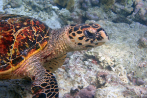 Apple, hawksbill, adopted by Hannah and William Barfield Hawksbill, Aquarium, Lhaviyani Atoll, Maldives. Image.