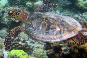 Felix, hawksbill, adopted by Veronique. Hawksbill turtle, Hondelaa Faru, Laamu Atoll, Maldives. Image.