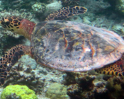 Hawksbill turtle, Hondelaa Faru, Laamu Atoll, Maldives. Image.
