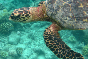 Uschi, hawksbill, adopted for Uschi by Dieter. Hawksbill turtle, Olhuveli Reef, Laamu Atoll, Maldives. Image.