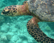 Hawksbill turtle, Olhuveli Reef, Laamu Atoll, Maldives. Image.