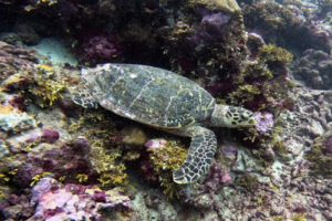 Star, hawksbill, adopted by Laverton Hawksbill turtle, Hithadhoo West, Laamu Atoll, Maldives. Image.