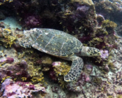 Hawksbill turtle, Hithadhoo West, Laamu Atoll, Maldives. Image.
