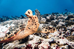 Linda, hawksbill, adopted Hawksbill turtle, Kurethi, Laamu Atoll, Maldives. Image.