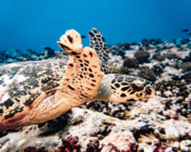 Hawksbill turtle, Kurethi, Laamu Atoll, Maldives. Image.