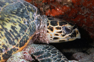 Kate, hawksbill, adopted for Kate & Adam by Cora. Adopt a turtle. Image.