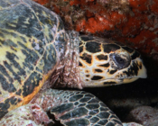 Adopt a turtle. Image.