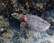 Adopted turtle in the Maldives. Image