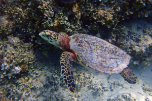 Noah, hawksbill, adopted for Rob. Adopted turtle in the Maldives. Image