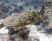 Hawksbill turtle, Hithadhoo Corner, Lamu Atoll, Maldives. Image.