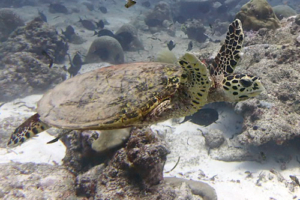 Lulu, hawksbill, adopted by Marco Signer Hawksbill turtle, Hithadhoo Corner, Lamu Atoll, Maldives. Image.